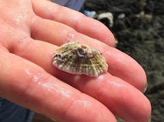 Fissurella barbadensis