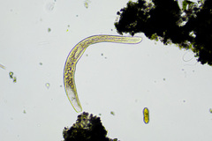Spirostomum