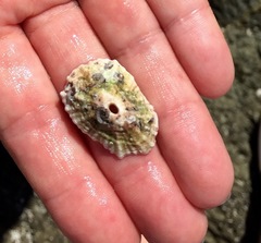 Fissurella barbadensis