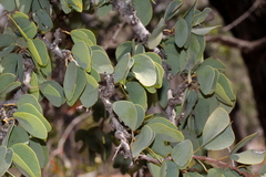 Lysiphyllum