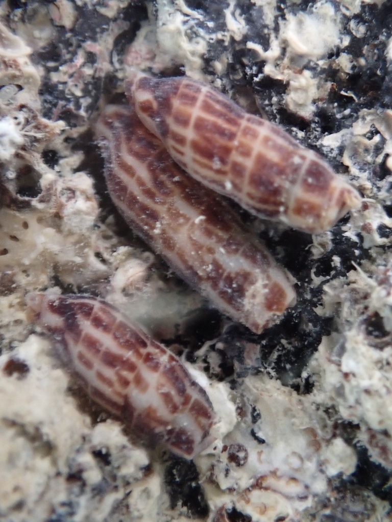 Caducifer decapitatus
