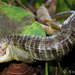 Brilliant Arboreal Alligator Lizard - Photo (c) k-eisermann, some rights reserved (CC BY-NC)