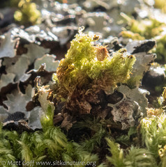 Plenogemma phyllantha