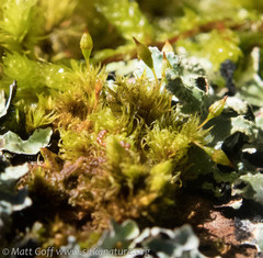 Orthotrichum columbicum