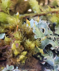 Orthotrichum columbicum