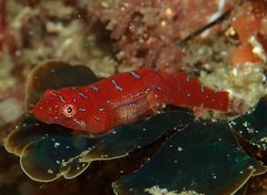 Cochleoceps orientalis