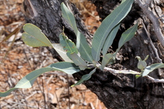 Alectryon oleifolius