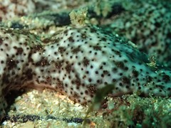 Eudistoma maculosum