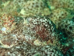 Eudistoma maculosum