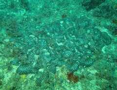 Eudistoma maculosum