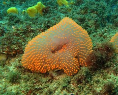 Polycitor giganteus
