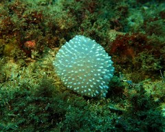 Polycitor giganteus