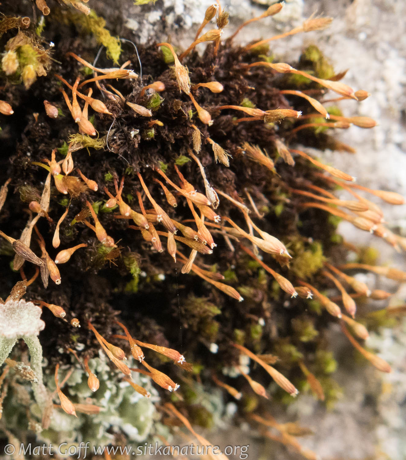 Ulota drummondii