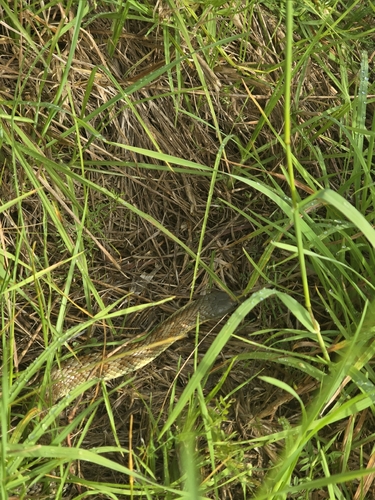 Tiger Snake sighting