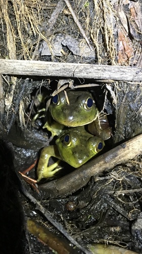 iNaturalist observation photo of American Bullfrog