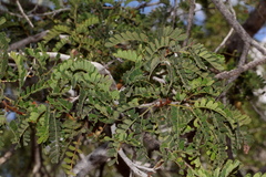 Archidendropsis basaltica