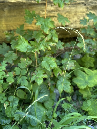 nodding trisetum (Graphephorum cernuum)