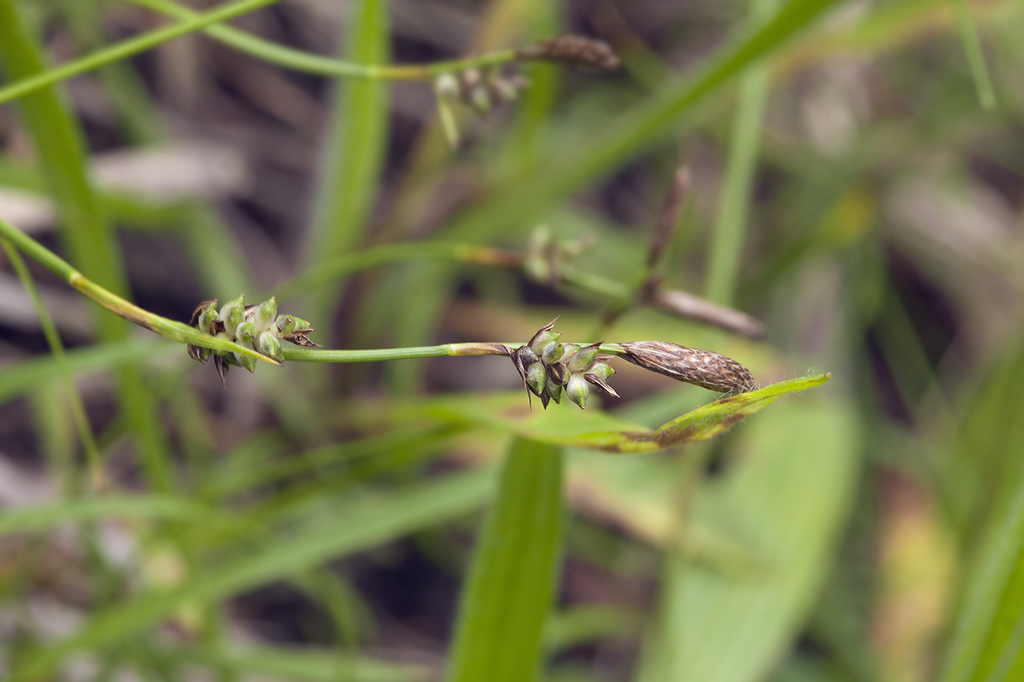 Carex tristachya (Carex tristachya)