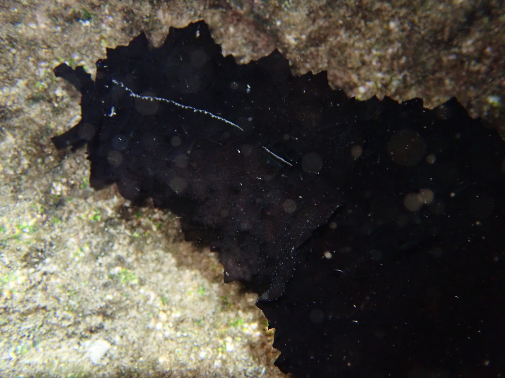 Anvil Sea Hare