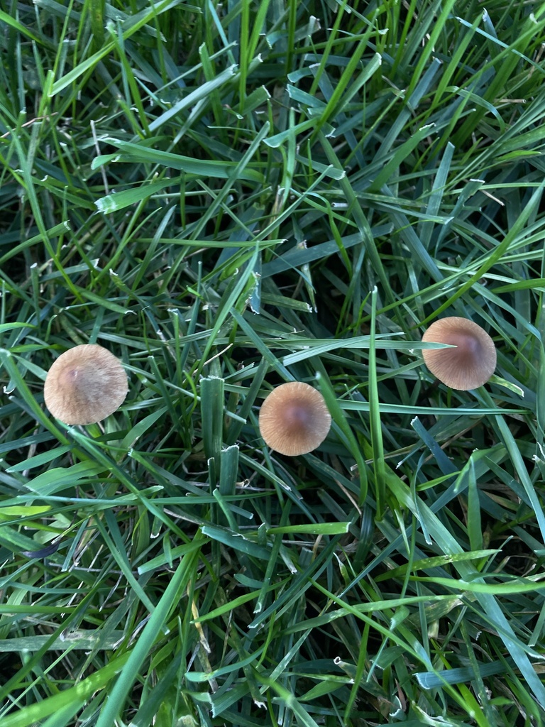 Panaeolus foenisecii · November 2025 · photo: © jamiegriffiths (iNaturalist, cc-by)