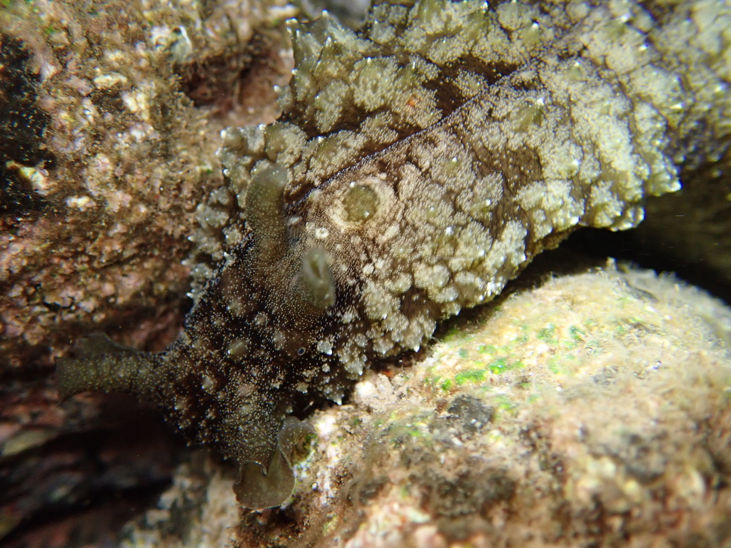 Anvil Sea Hare