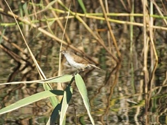 Bradypterus baboecala