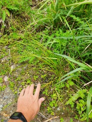 Carex solandri
