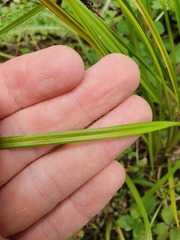 Carex solandri