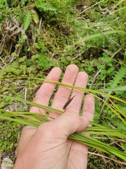 Carex solandri