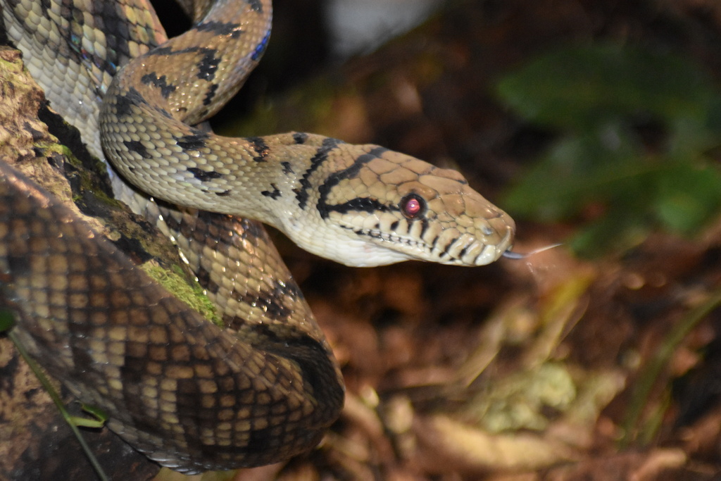 Amethystine Python (Simalia amethistina)