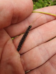 Carex solandri