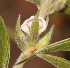 Psoralea spissa