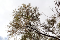Acacia cambagei