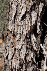 Acacia cambagei