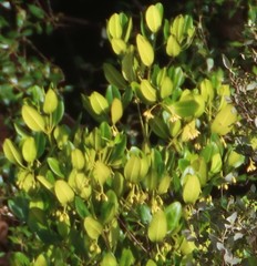 Rhizophora mucronata