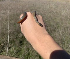Diadophis punctatus modestus