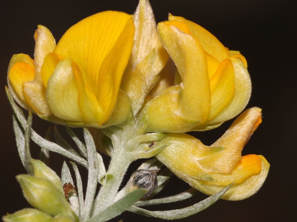 Wrinkly Capegorse