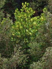 Rhizophora mucronata