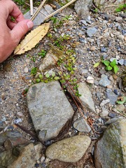 Epilobium nerteroides