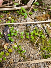Epilobium nerteroides
