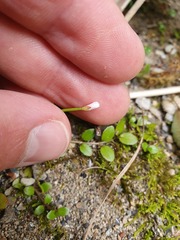 Epilobium nerteroides