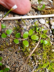 Epilobium nerteroides