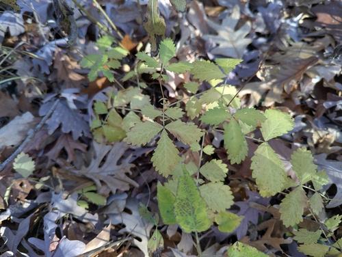 Agrimonia pubescens, photograph 5