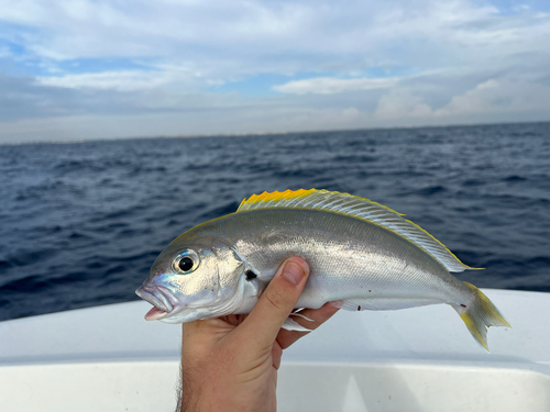 Blackline Tilefish (Caulolatilus cyanops) — Malacanthidae — 3