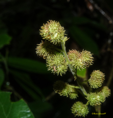 Macaranga mauritiana