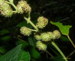 Macaranga mauritiana
