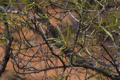 Eremophila mitchellii