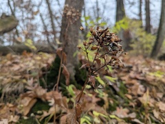 Eurybia schreberi, photograph (c) Ryan Sorrells, some rights reserved (CC BY)