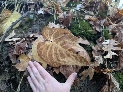 Eurybia schreberi, photograph 5