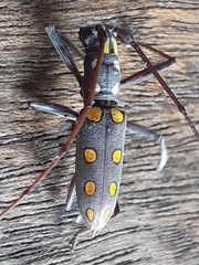 Olenecamptus siamensis